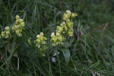 Aconitum anthora, photographed by Conrad Altmann