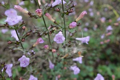 Clinopodium menthifolium, photographed by agujaceratops