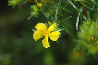 Hypericum brachyphyllum, photographed by Patty Mitchum