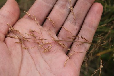 Poa palustris, photographed by Quinten Wiegersma