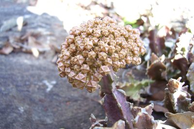 Boucerosia umbellata, photographed by Prashanth N S
