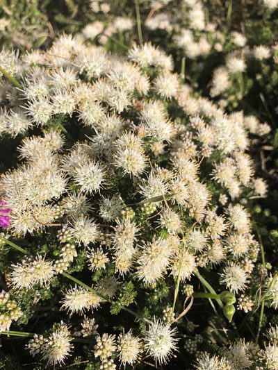 Agathosma geniculata, photographed by Sean Privett