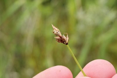 Carex chordorrhiza, photographed by Quinten Wiegersma