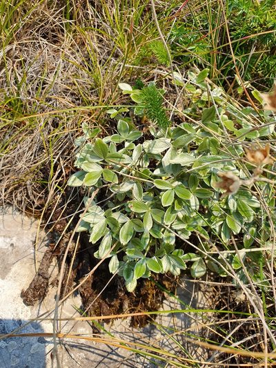 Potentilla apennina, photographed by Michael D. Pirie