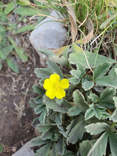 Potentilla tommasiniana, photographed by Michael D. Pirie