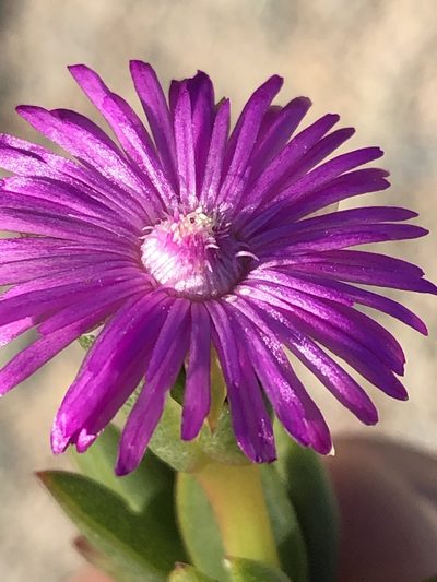 Ruschia knysnana, photographed by Dave U