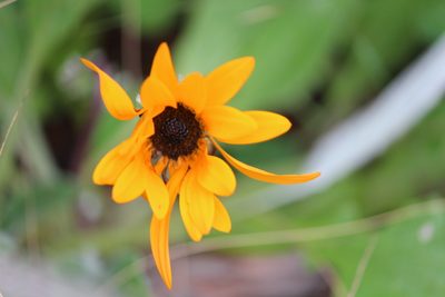 Arctotis leptorhiza, photographed by Noeleen du Toit