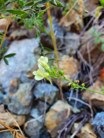Linaria rubioides, photographed by Michael D. Pirie