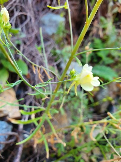Linaria rubioides, photographed by Michael D. Pirie