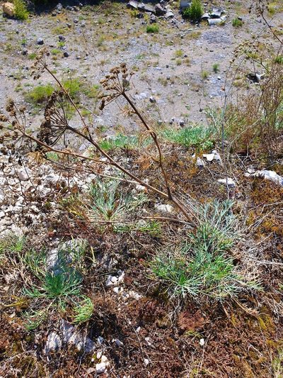 Seseli rigidum, photographed by Michael D. Pirie