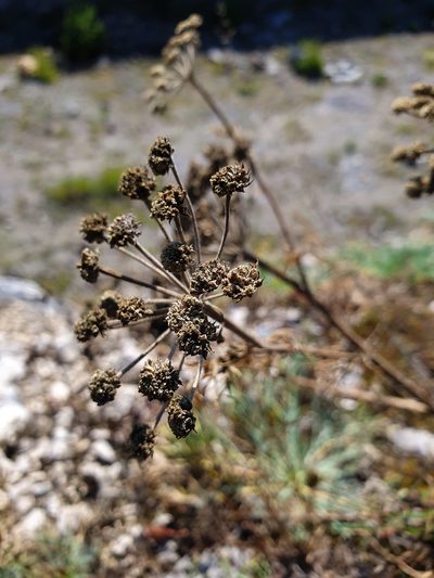 Seseli rigidum, photographed by Michael D. Pirie
