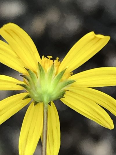 Euryops munitus, photographed by Dave U