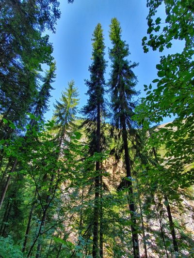 Picea omorika, photographed by Michael D. Pirie