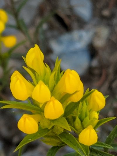 Orthocarpus tolmiei, photographed by Jim Kingdon