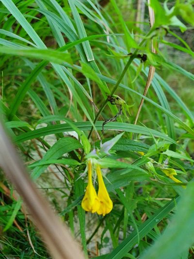 Melampyrum bihariense, photographed by Michael D. Pirie