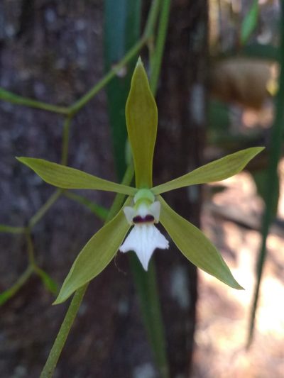 Encyclia linearifolioides, photographed by Lucas Kaminski