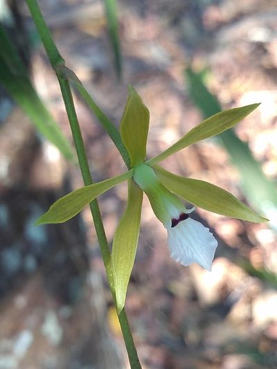 Encyclia linearifolioides, photographed by Lucas Kaminski