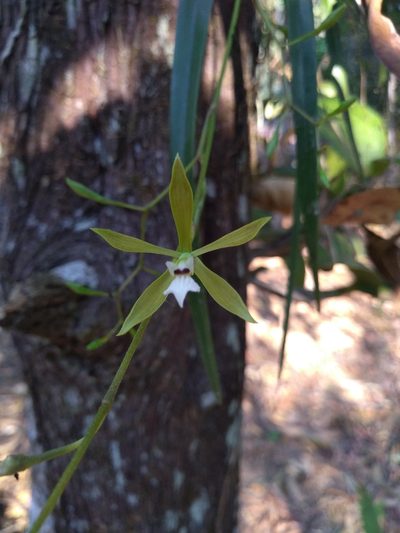 Encyclia linearifolioides, photographed by Lucas Kaminski