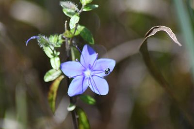 Hydrolea corymbosa, photographed by Jana Miller