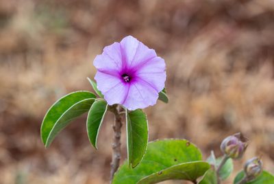 Ipomoea hildebrandtii, photographed by Forest Botial-Jarvis