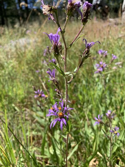 Eurybia integrifolia, photographed by Leah Gardner