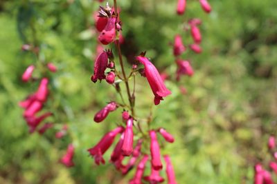 Penstemon roseus, photographed by Julián-Caballero C. Camilo
