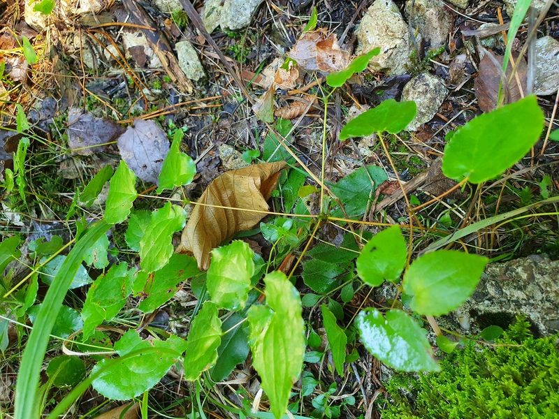 Epimedium alpinum, photographed by Michael D. Pirie