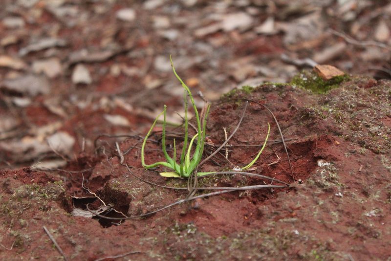 Pinguicula heterophylla, photographed by Julián-Caballero C. Camilo