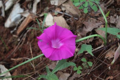Ipomoea elongata, photographed by Julián-Caballero C. Camilo