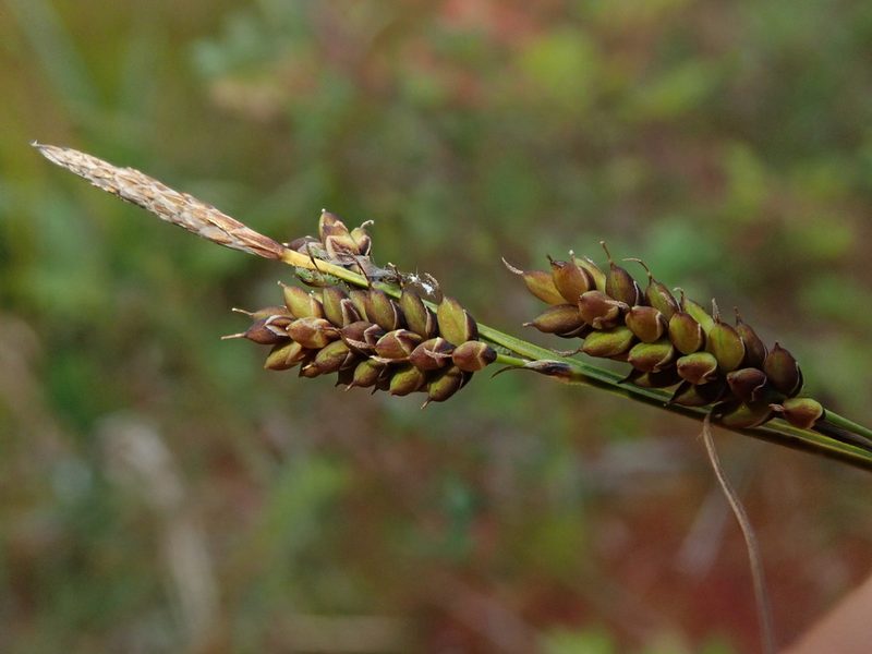 Carex stylosa, photographed by Nolan Exe