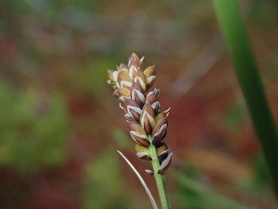 Carex stylosa, photographed by Nolan Exe