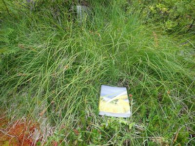 Carex stylosa, photographed by Nolan Exe