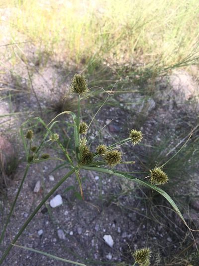 Cyperus dipsaceus, photographed by weaver