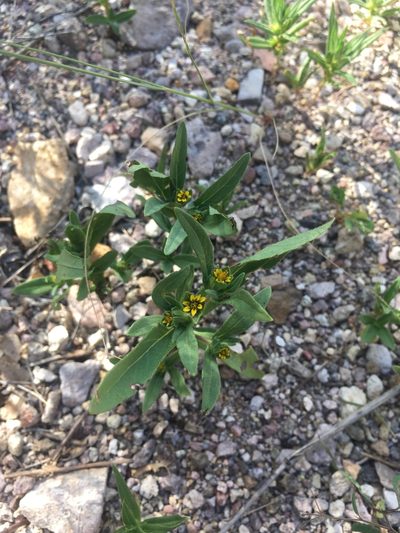 Melampodium strigosum, photographed by weaver
