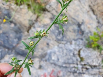 Chaenorhinum litorale, photographed by Michael D. Pirie