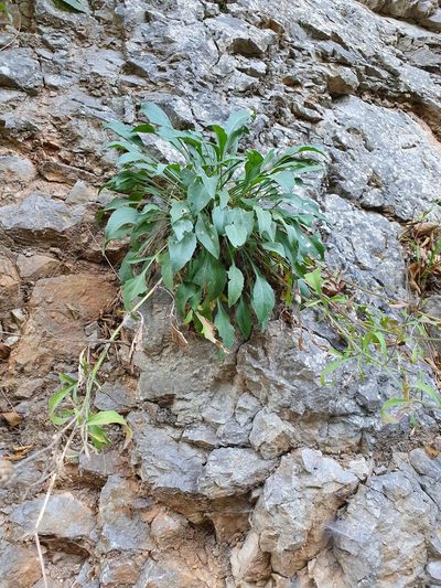 Centaurea derventana, photographed by Michael D. Pirie