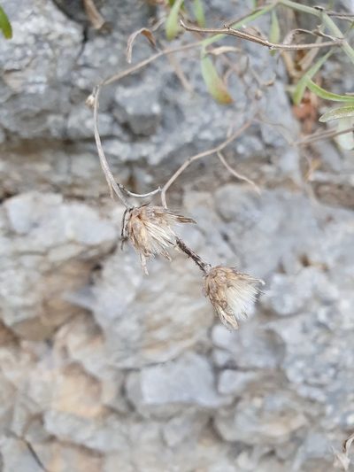 Centaurea derventana, photographed by Michael D. Pirie