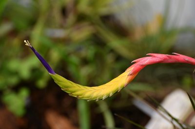Tillandsia tricolor, photographed by Neptalí Ramírez Marcial