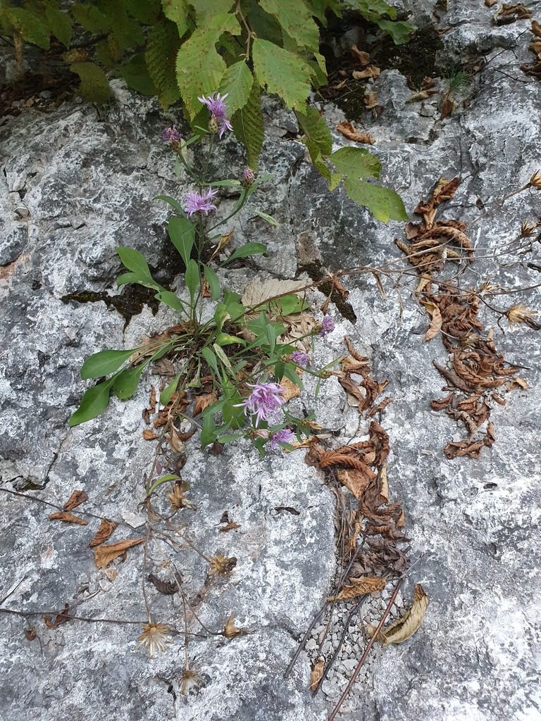 Centaurea derventana, photographed by Michael D. Pirie