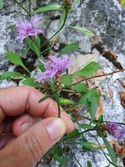 Centaurea derventana, photographed by Michael D. Pirie