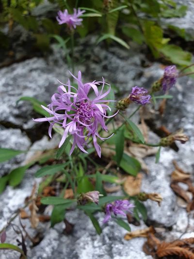 Centaurea derventana, photographed by Michael D. Pirie