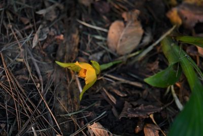 Lycaste cruenta, photographed by Neptalí Ramírez Marcial