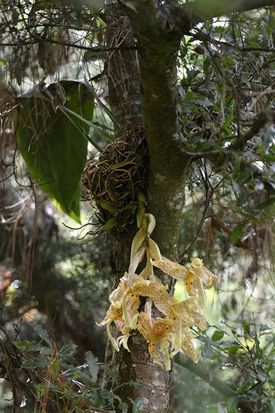 Stanhopea dodsoniana, photographed by Neptalí Ramírez Marcial