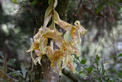 Stanhopea dodsoniana, photographed by Neptalí Ramírez Marcial