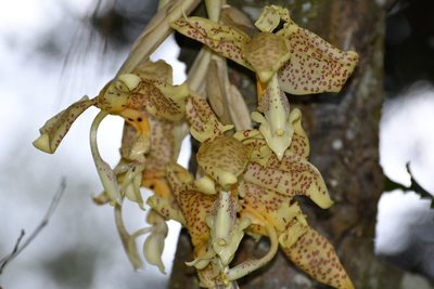 Stanhopea dodsoniana, photographed by Neptalí Ramírez Marcial
