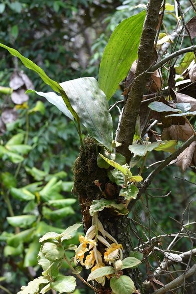 Stanhopea saccata, photographed by Neptalí Ramírez Marcial
