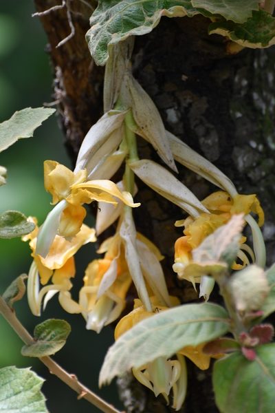 Stanhopea saccata, photographed by Neptalí Ramírez Marcial