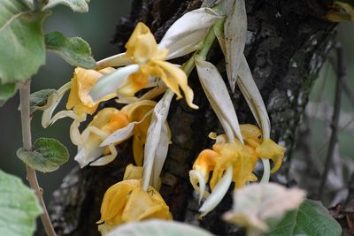 Stanhopea saccata, photographed by Neptalí Ramírez Marcial