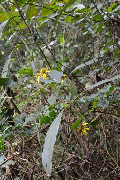 Verbesina neriifolia, photographed by Neptalí Ramírez Marcial
