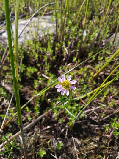 Coreopsis rosea, photographed by Mike Zifkin